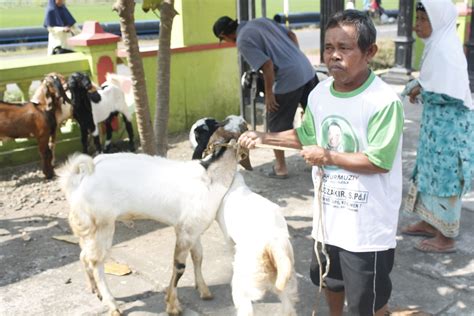 Program Bantuan Peternakan Kambing 2021 Kabar Sekitar