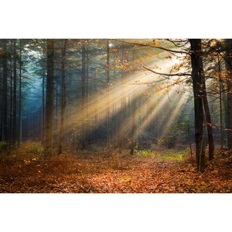 Alpen Home Autumn Misty Forest By Konradlew Wrapped Canvas Art Prints