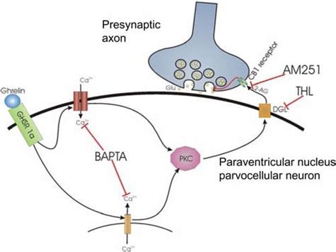 Schematic Drawing Illustrates The Proposed Model Of Ghrelin S Action In