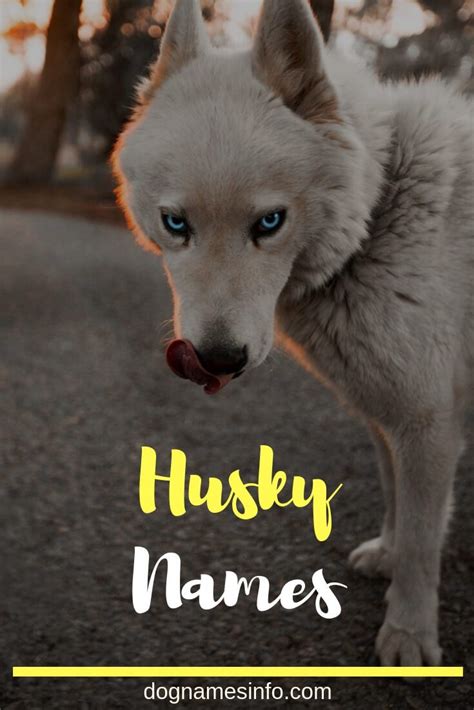 Husky Dog Names 2022 – 250+ Superb Names for Your Siberian Husky