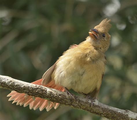 Hot Birds Volusia Naturalist