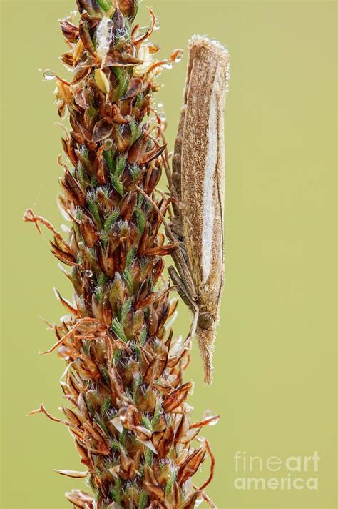 Grass Moth By Heath Mcdonald Science Photo Library