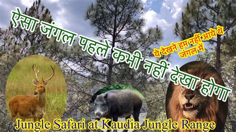 Kaudia Forest Jungle Sfari Jungle Mein Mangal बहुत पछताओगे जंगल में Youtube