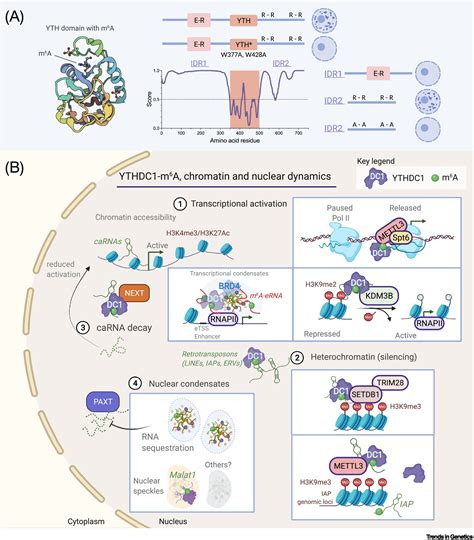 The Multifaceted Effects Of Ythdc Mediated Nuclear M A Recognition