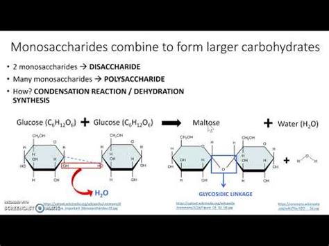 Différence Entre Le Disaccharide Et Le Monosaccharide | Chimie 2024