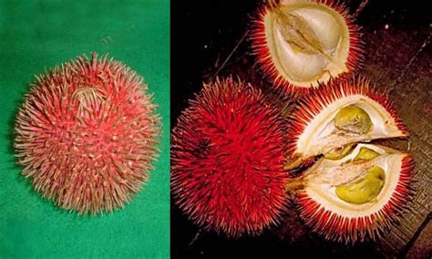 mengenal buah lahung khas kalimantan