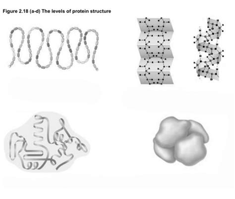 Diagram Of The Levels Of Protein Structure Chapter 2 Diagram Quizlet