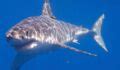 Des Grands Requins Blancs S Chouent En Nombre Au Canada Une Bonne