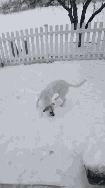 Dog Snow GIF - Dog Snow Winter - Discover & Share GIFs