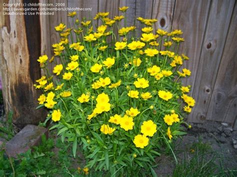 PlantFiles Pictures: Lanceleaf Coreopsis, Tickseed Coreopsis 'Goldfink ...