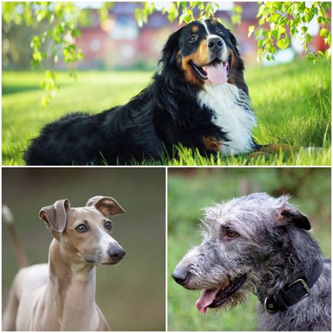 What Breed Of Dog Is Quiet And Calm