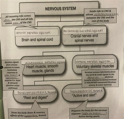 Divisions Of The Nervous System Flashcards Quizlet