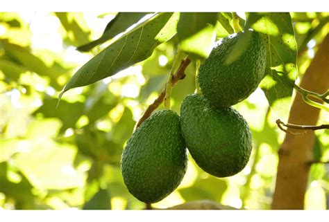 Beneficios Del Aguacate Hass Michoacano Aguacates Hass