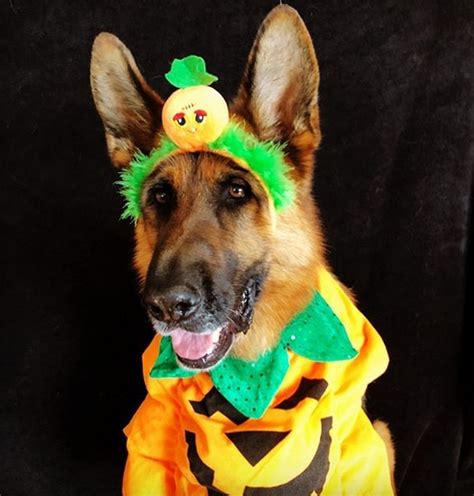 15 Funny German Shepherd Halloween Costumes | Page 2 of 5 | The Dogman