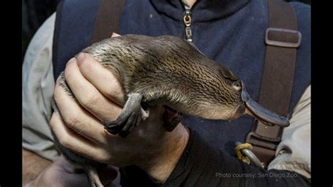 San Diego Zoo Global partners with Australian researchers for platypus conservation effort ...