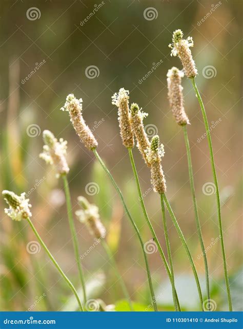 Flowering Spikes on Grass Outdoors Stock Photo - Image of closeup