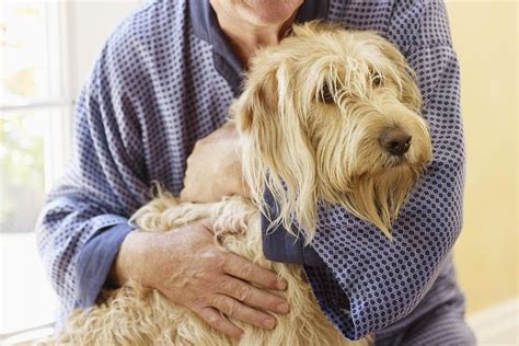 9 Health Problems Seen in Senior Dogs