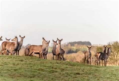 Large herbivores can reduce forest fire risks | Happy Eco News