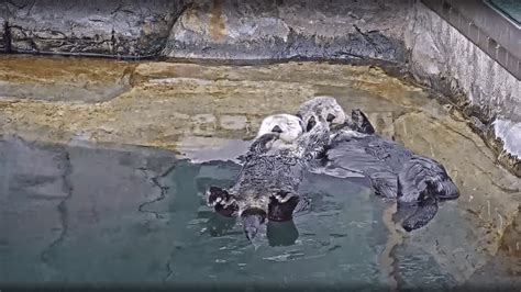The Real Stars Of Hot Tub Twitch Are Actually Adorable Otters