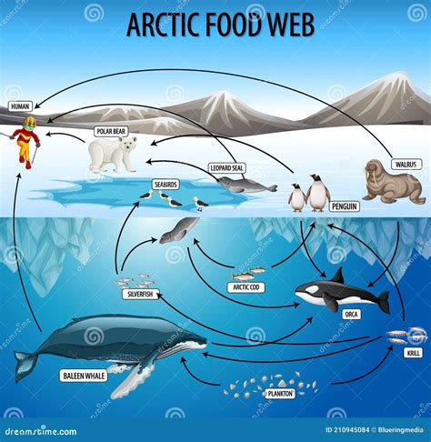 Education Poster Of Biology For Food Webs Diagram Stock Vector