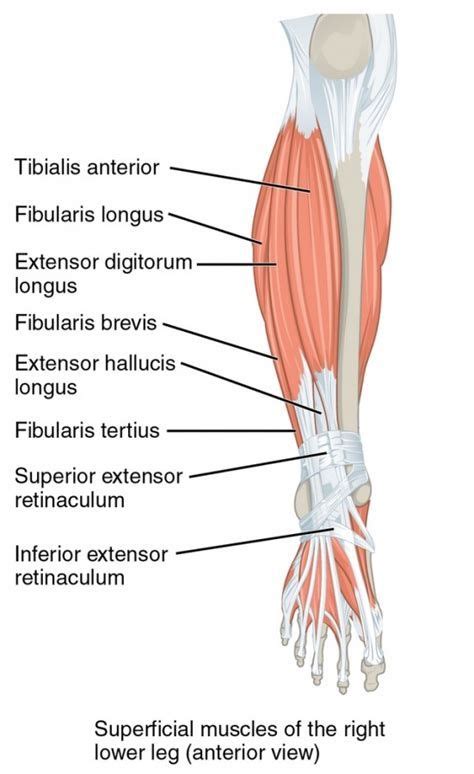 Labeled Muscles Of Lower Leg Yahoo Search Results Lower Leg Muscles