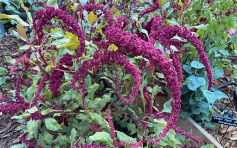 How To Grow Amaranth Growing In The Garden