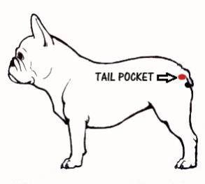 Debunking Myths: The Truth About The French Bulldog Tail