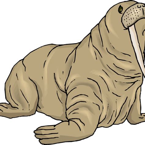 walrus clipart free 10 free Cliparts | Download images on Clipground 2024