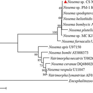 Micrographs Of The Nosema Sp Cs Spores A Mature Spores Under Light