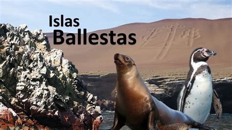 Islas Ballestas En Paracas Perú Youtube