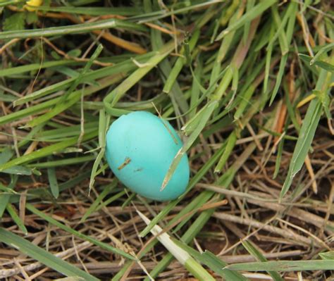 List 93 Pictures Pictures Of Bird Eggs Updated