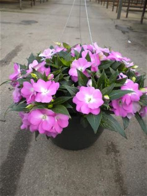 Impatiens New Guinea Impatiens hawkerii Paradise 'Light Lavender' New Guinea Impatiens from ...