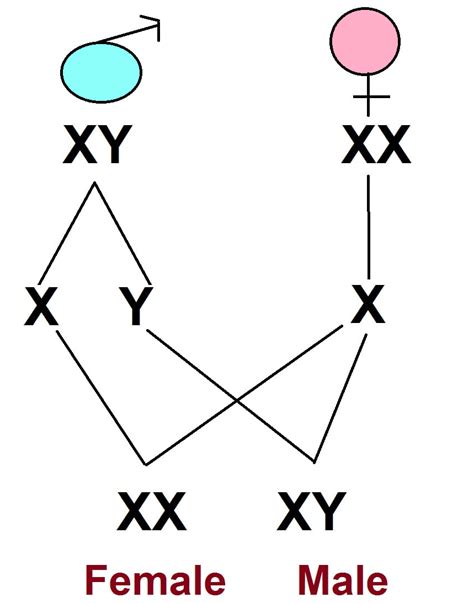 Explain The Mechanism Of Sex Determination In Birds How Does It