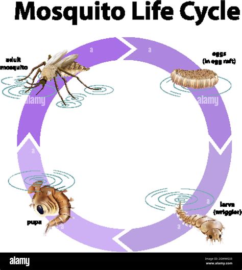 Diagrama Que Muestra El Ciclo De Vida Del Mosquito Imagen Vector De Stock Alamy