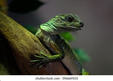 South African Trapsuutjie Verkleurmannetjie Chamaeleonidae Rare库存照片1920030899 | Shutterstock