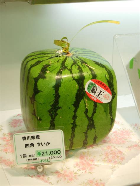 Quadratische Wassermelone Teure Kuriosität Aus Japan Plantura