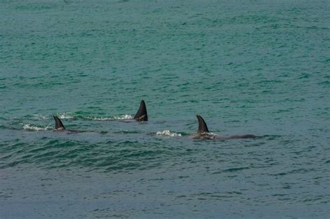 Orcas Cazando Leones Marinos Patagonia Argentina Foto Premium