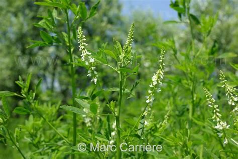 Melilotus albus Mélilot blanc Inflorescence