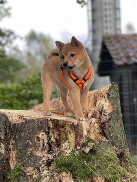 Shiba Inu Welpen 1 Hündin und ein Rüde abgabebereit stubenrein