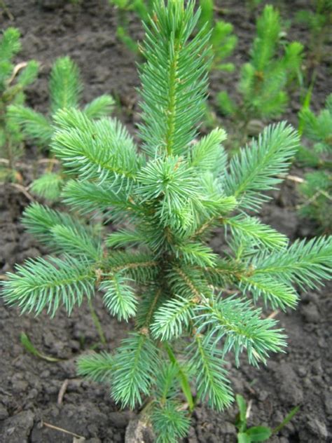 Ель колючая Кейбаб: описание, посадка и уход, болезни