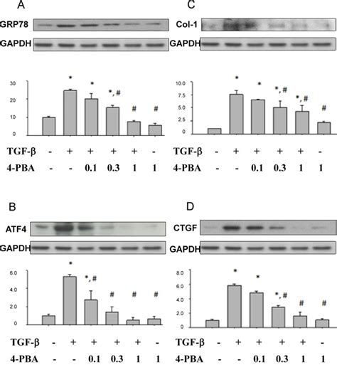 Chemical Chaperon 4 Phenylbutyrate Protects Against The Endoplasmic