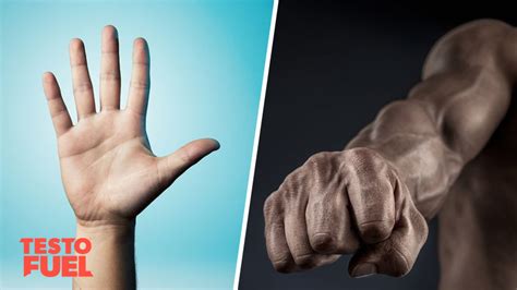 Digit Ratio: Finger Length and Testosterone - TestoFuel Blog