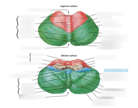 Cerebellum Labeling 1 Diagram Quizlet