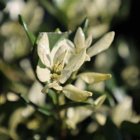 Variegated Dwarf Radicans Gardenia In 2022 Dwarf Evergreen Shrubs