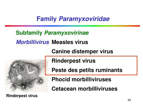 PPT - Paramyxoviridae PowerPoint Presentation, free download - ID:1290683