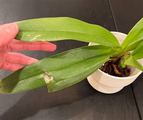 Is this a fungal infection? : r/orchids