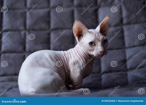 Bambino cat stock photo. Image of bambino, skin, cross - 84632608