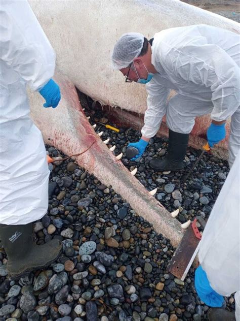 Realizan Necropsia A Cachalote Varado En Maull N Diario De Puerto Montt