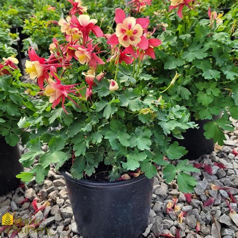 Aquilegia X Earlybird Red Yellow Columbine From Home Nursery