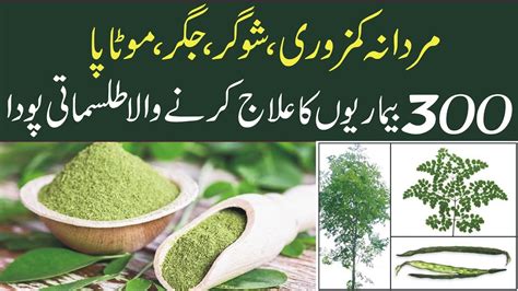 Benefits Of Moringa Miracle Plant Sweet Stevia Moringa Benefits